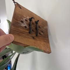 ビカクシダ　ビフルカツム板付けの画像