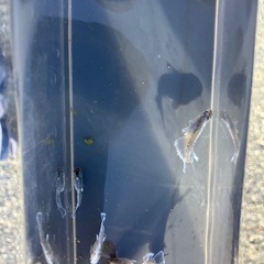 【交渉中】ガルウィン　メダカ１ペアの画像