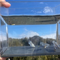 【交渉中】ガルウィン　メダカ１ペアの画像