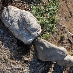 丸石　庭用の画像