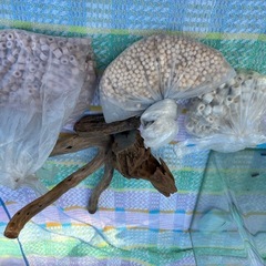 【内定しました】水槽、濾過器の画像