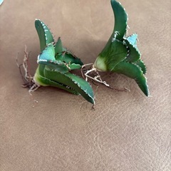 アガベ　子株　2つの画像