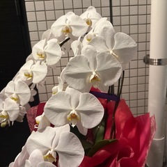 胡蝶蘭(1/15までの出品とします)の画像