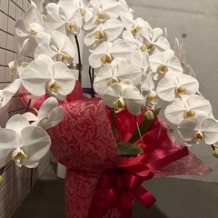 胡蝶蘭(1/15までの出品とします)の画像