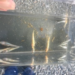 ユリシスパラディーゾ　画像のメダカ全ての画像