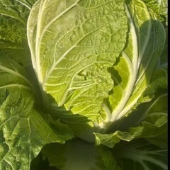 農薬なし自家植人参、大根ピンク大根、白菜、の画像