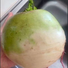 農薬なし自家植人参、大根ピンク大根、白菜、の画像