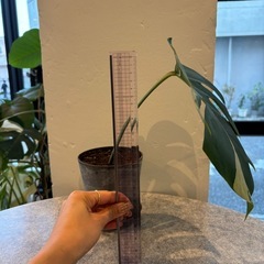 斑入りモンステラ①の画像