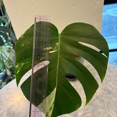 斑入りモンステラ①の画像