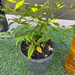 白南天　苗木の画像