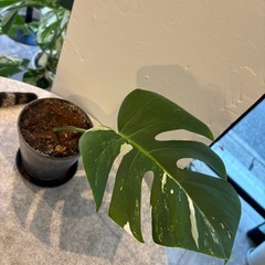 斑入りモンステラ②の画像