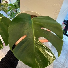 斑入りモンステラ大株③の画像
