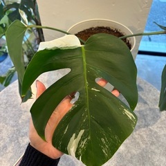 斑入りモンステラ大株③の画像