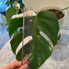 斑入りモンステラ大株③の画像