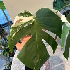 斑入りモンステラ大株③の画像