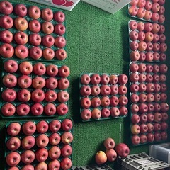 長野県 飯綱産ふじりんご　5kg  の画像