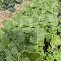 紅白大根の画像