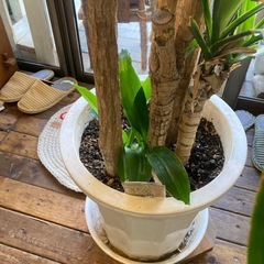 ドラセナの画像