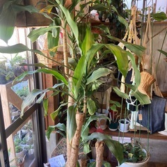 ドラセナの画像