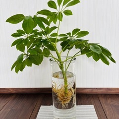 観葉植物 パキラ ②の画像