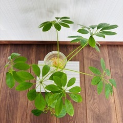 観葉植物 パキラ ③の画像