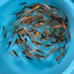 錦鯉　子鯉5匹の画像