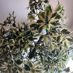 フェイクグリーン　ベンジャミンの画像