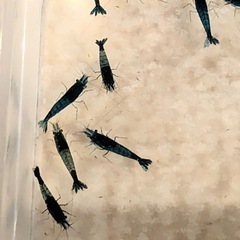 ブルーシュリンプの画像