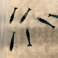 ブルーシュリンプの画像