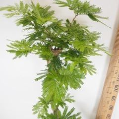 【室内管理】エバーフレッシュ 観葉植物 鉢付き／状態良好の画像