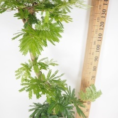 【室内管理】エバーフレッシュ 観葉植物 鉢付き／状態良好の画像