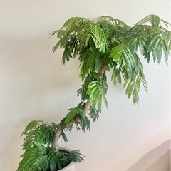 【室内管理】エバーフレッシュ 観葉植物 鉢付き／状態良好の画像