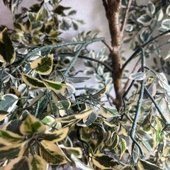 フェイクグリーン　ベンジャミンの画像