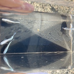【交渉中】ヴェール　メダカ１ペアの画像
