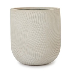 【室内管理】エバーフレッシュ 観葉植物 鉢付き／状態良好の画像