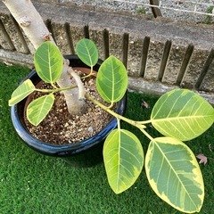 観葉植物　アルテシマの画像