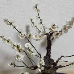 白花梅の盆栽 古木風・石付き景色盆栽｜開花済・存在感ある一樹（鉢付き）の画像