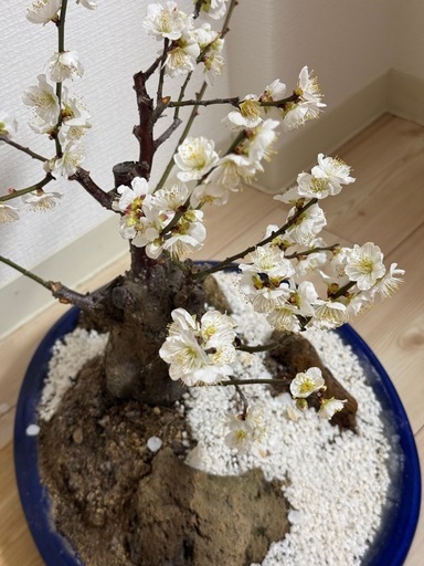 白花梅の盆栽 古木風・石付き景色盆栽｜開花済・存在感ある一樹（鉢付き）