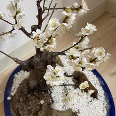白花梅の盆栽 古木風・石付き景色盆栽｜開花済・存在感ある一樹（鉢付き）の画像