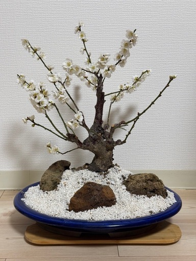 白花梅の盆栽 古木風・石付き景色盆栽｜開花済・存在感ある一樹（鉢付き）