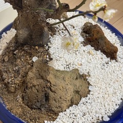 白花梅の盆栽 古木風・石付き景色盆栽｜開花済・存在感ある一樹（鉢付き）の画像