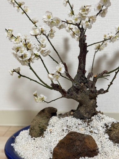 白花梅の盆栽 古木風・石付き景色盆栽｜開花済・存在感ある一樹（鉢付き）