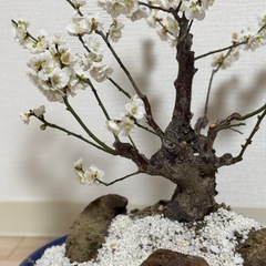 白花梅の盆栽 古木風・石付き景色盆栽｜開花済・存在感ある一樹（鉢付き）の画像