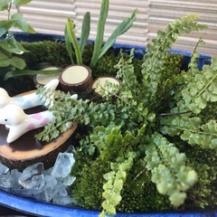 苔盆栽シリーズ　犬　大作　最長横41センチ　苔　シダの画像