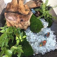 苔盆栽シリーズ　鳥　大作　鉢  1辺の長さ約39センチ　苔　シダ　流木　石の画像