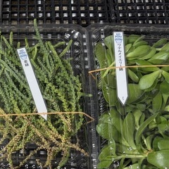 カット苗まとめ売りの画像