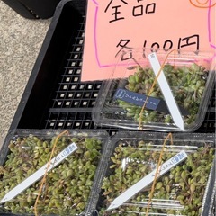 カット苗まとめ売りの画像