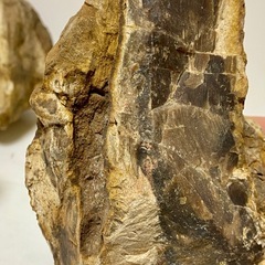 木化石 珪化木　天然石　5個セット　コレクション　飾物の画像