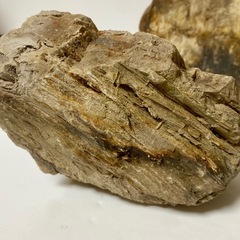 木化石 珪化木　天然石　5個セット　コレクション　飾物の画像