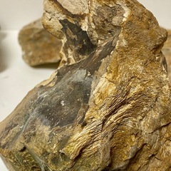 木化石 珪化木　天然石　5個セット　コレクション　飾物の画像